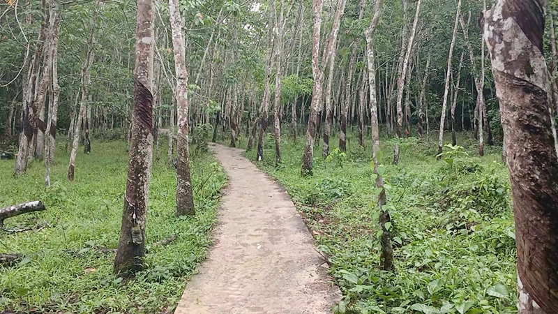 DKPPP Tabalong Tingkatkan Jalan Produksi Perkebunan di 18 Titik pada 2026