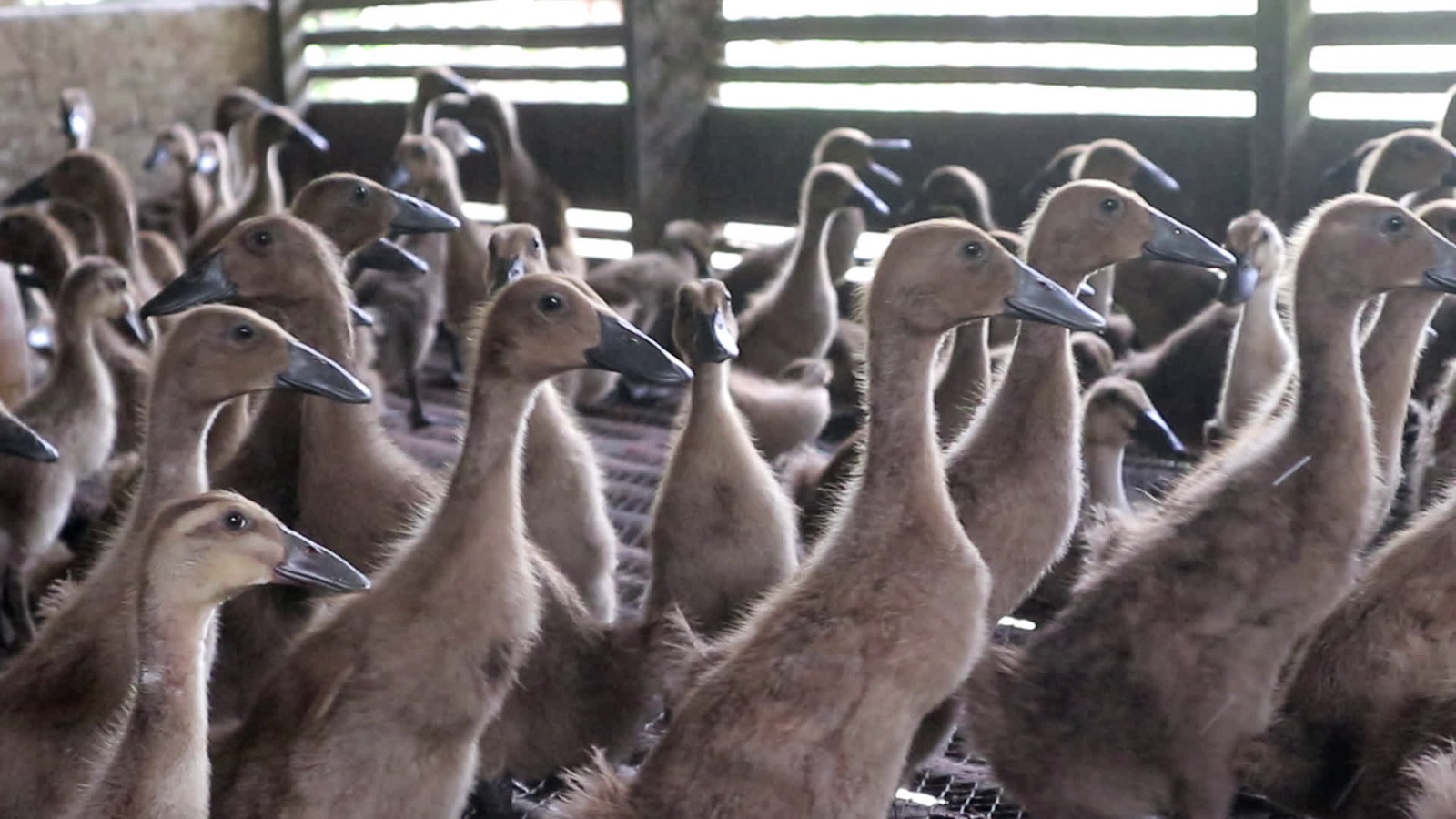 Unggas Sehat, Produksi Meningkat: Tabalong Bebas Flu Burung Sepanjang 2025
