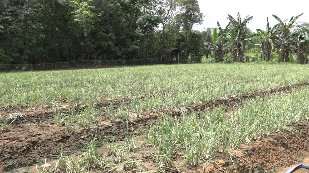 Memasuki Musim Kemarau, DKPPTPH Tabalong Tingkatkan Upaya Normalisasi Pertanian