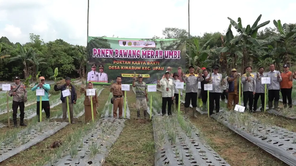 Panen Perdana Bawang Merah di Kinarum, Perkuat Ketahanan Pangan Daerah
