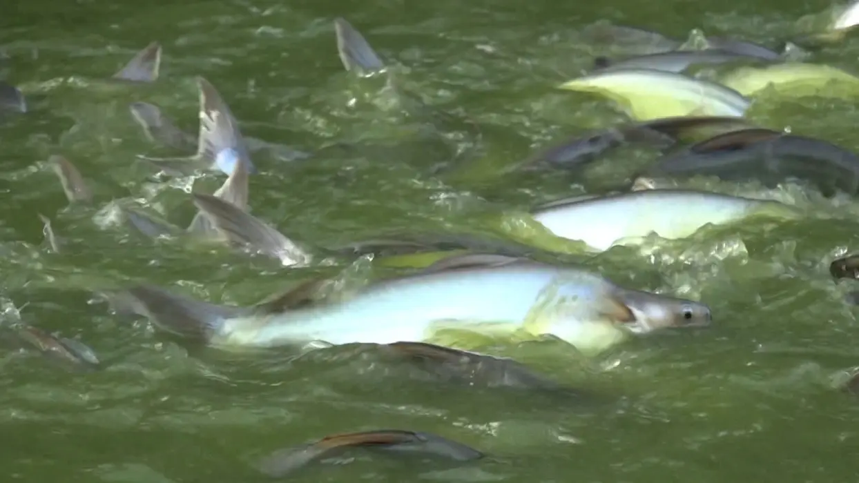 Jelang Pemecahan Muri Makan Paliat 20.000 Porsi, Stok Ikan Patin Dipastikan Cukup