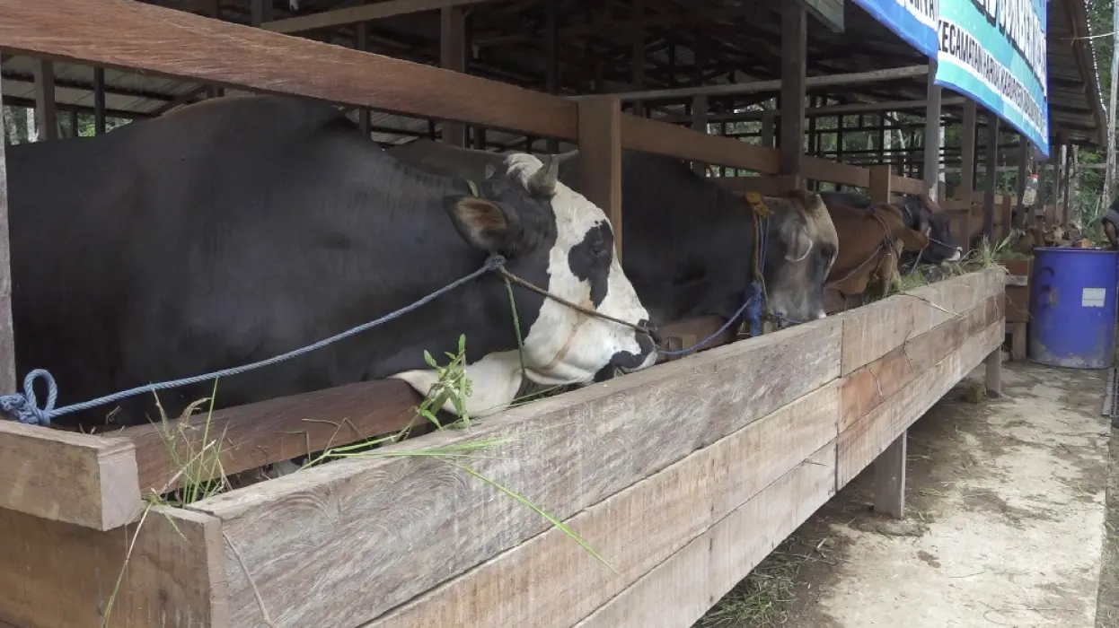 Dari 22 Jadi 48 Ekor Sapi, Poktan Catur Karya Buktikan Bantuan Pemkab Berkembang Maksimal