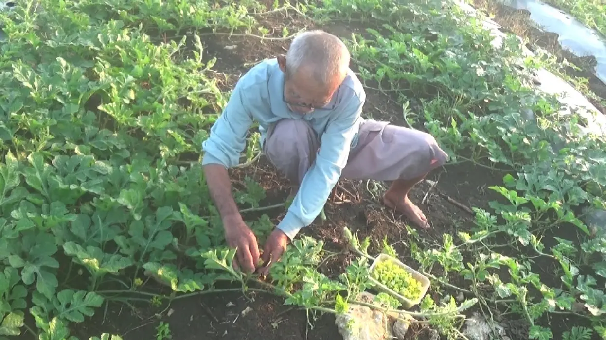 Terapkan Polinasi Manual, Petani Dongkrak Panen Semangka hingga 3 Kali Lipat