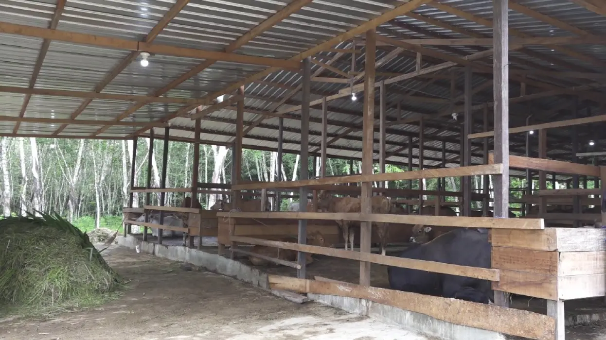 Kandang Komunal Bantu Poktan Sumber Rejeki Kelola Ternak Lebih Nyaman dan Efisien