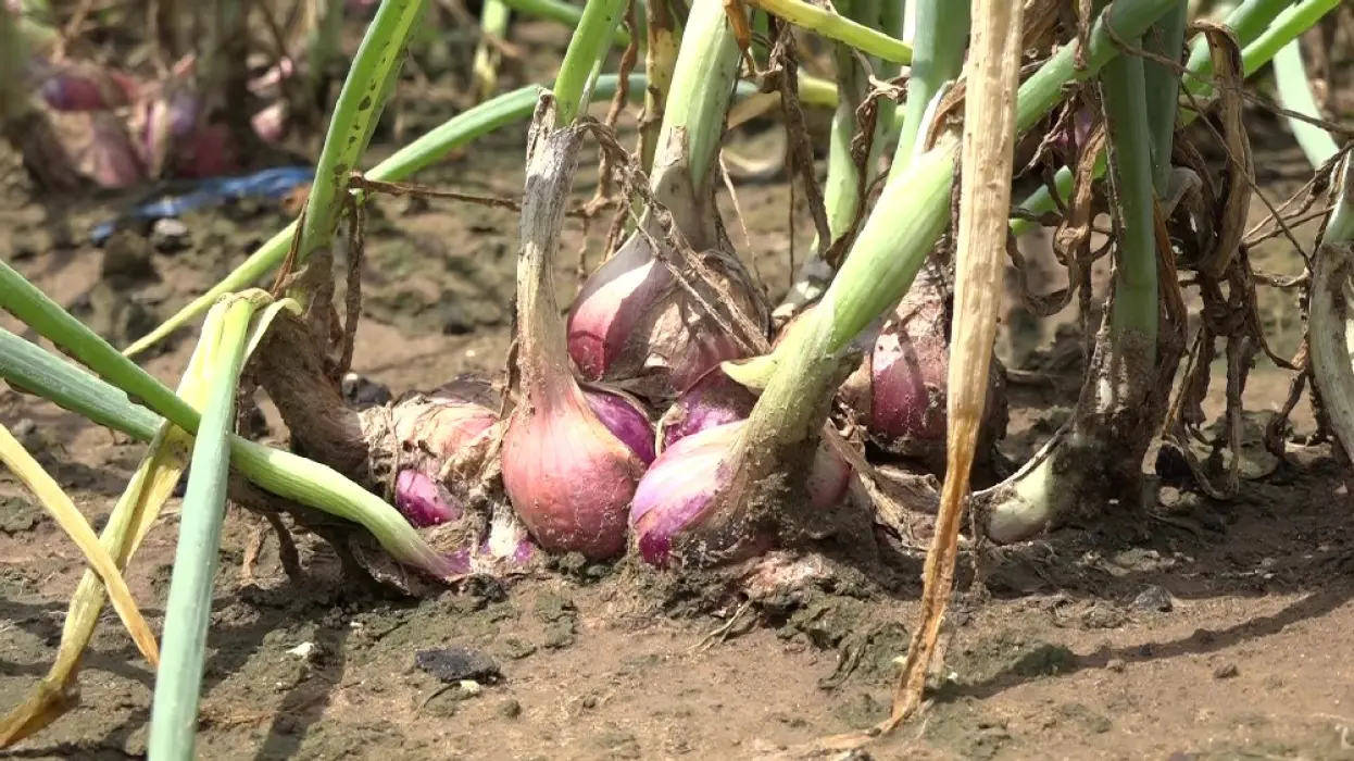 Pemkab Tabalong Fokus Kembangkan Bawang Merah Tanam Biji, Ini Kelebihannya