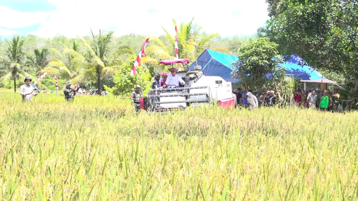 DKPPTPH Targetkan Tanam Padi di 13 Ribu Hektare Lahan Selama 2025